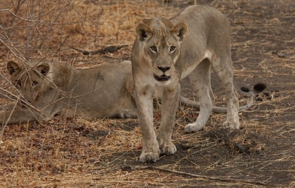 lions.enca