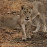 lions.enca