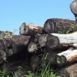 logging.dw