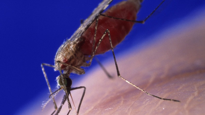 malaria