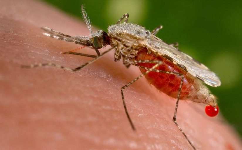 malaria.mosquito.voa