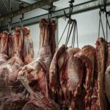 meat