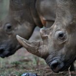 rhino.poaching