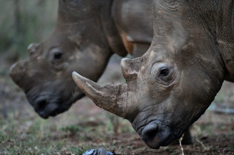 rhino.poaching