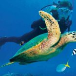 vamizi-island-scuba-diving-590x390 (1)