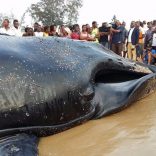 whale