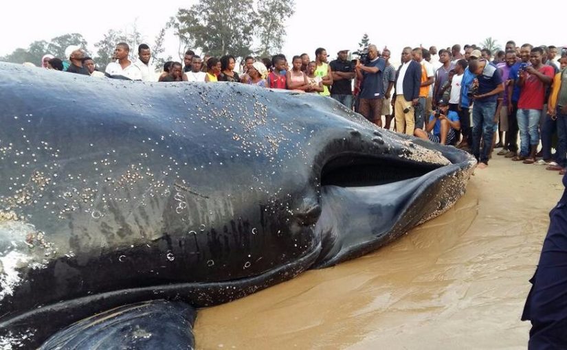 whale