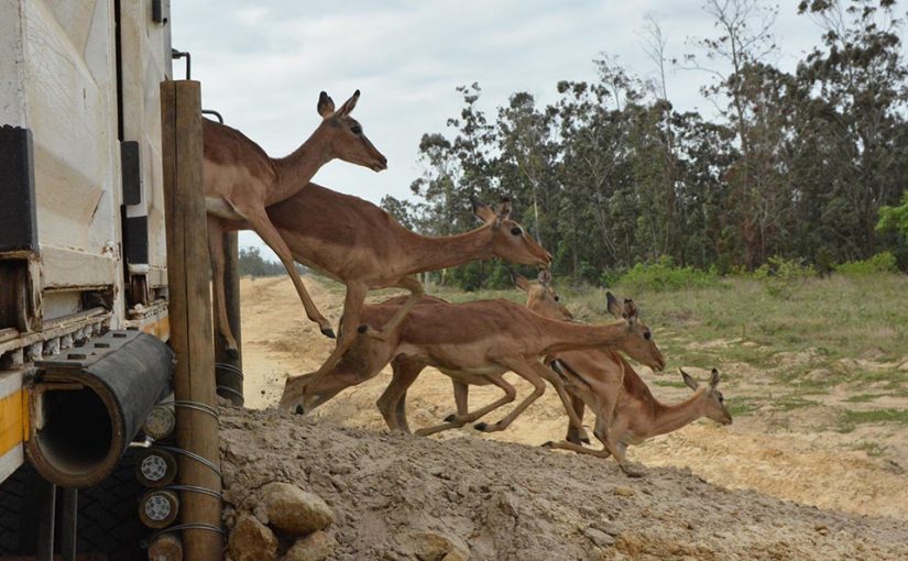 anac.gazelles