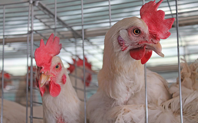 chicken-poultry