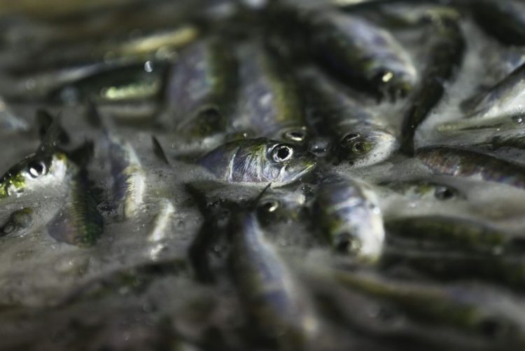 fish.lusa