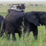 gorongosa.park.org
