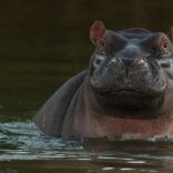 hippos