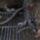 rats7