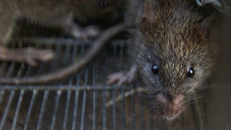 rats7