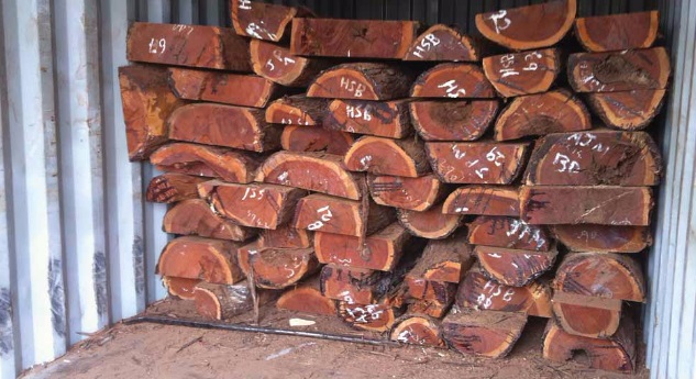 Mhoje_loggingeia_photo_jpg