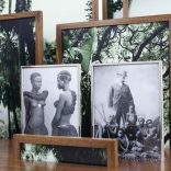 botanica.araujo