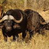 buffalo