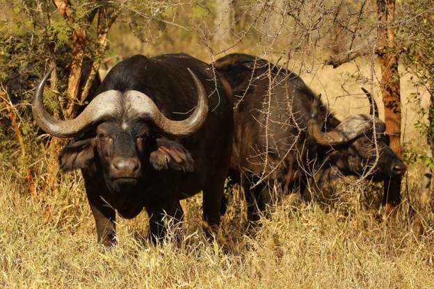 buffalo