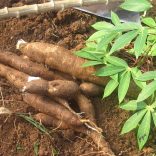 cassava.farming