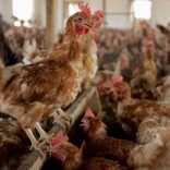 chicken,tz,afp