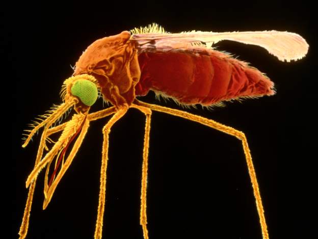 dengue