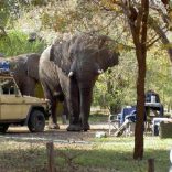 elephant-at-the-lodge