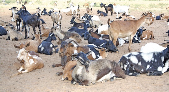 goats.tete.domingo