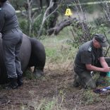 Members of a forensics perform an autopsy in an attempt to collect evidence at the scene of a recently poached Rhino at The Kruger National Park in Mpumalanga. A group of three men appeared in the Skukuza Regoinal Court in connection with the poaching of three Rhino on Sunday. Picture: Alaister Russell/The Times