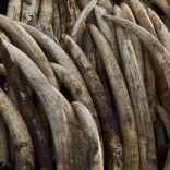 An ivory statue, right, lies on top of pyres of ivory as they are set on fire in Nairobi National Park, Kenya Saturday, April 30, 2016. Kenya's president Saturday set fire to 105 tons of elephant ivory and more than 1 ton of rhino horn, believed to be the largest stockpile ever destroyed, in a dramatic statement against the trade in ivory and products from endangered species. (AP Photo/Ben Curtis) APTOPIX Kenya Ivory Burning