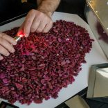 The bulk sampling by Gemfields of the Montepuez ruby deposit produced parcels of rough for auction that covered a wide range of qualities and sizes. This parcel contained 6,820 grams of untreated ruby rough.
