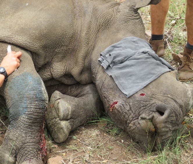 Rhino 1 (1)