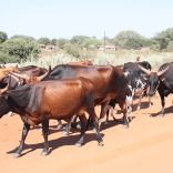 cattle.not.file
