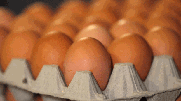 eggs.file