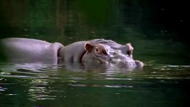 hippo.file