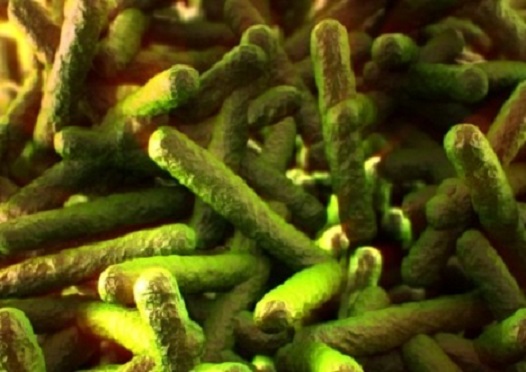 listeria