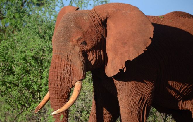 _99829425_elephant