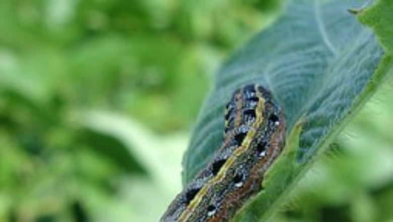 armyworm.apa