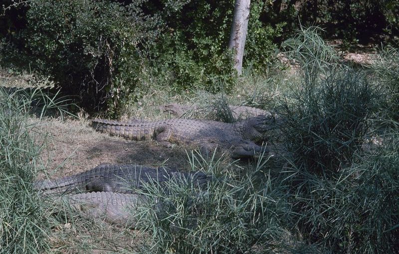 crocs.lusa.file