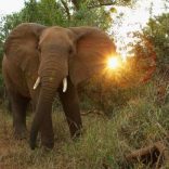 elephant.file