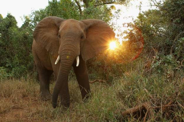 elephant.file