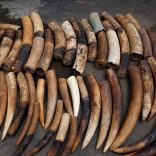 An elephant tusks batch seized from traffickers by Ivorian wildlife agents is pictured in Abidjan, Ivory Coast January 25, 2018. REUTERS/Luc Gnago