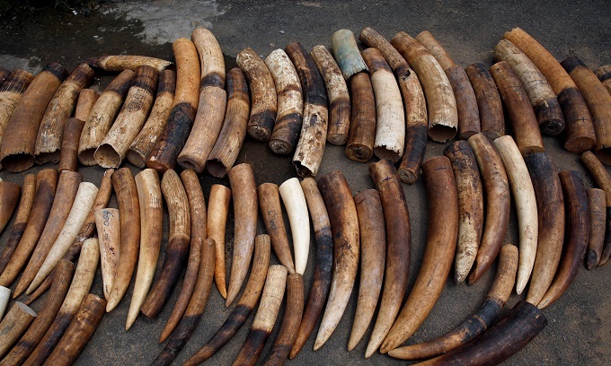 An elephant tusks batch seized from traffickers by Ivorian wildlife agents is pictured in Abidjan, Ivory Coast January 25, 2018. REUTERS/Luc Gnago