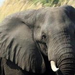 elephant.p