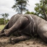 epa.poaching.file