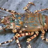 lobesterlobter1