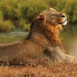 _99999945_lion2