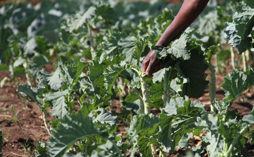 agriculture.africa