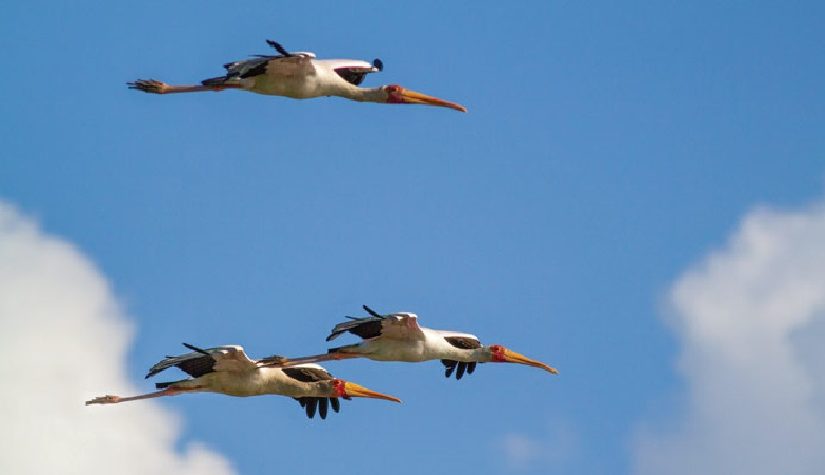 anac-birds7)