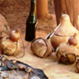 calabash