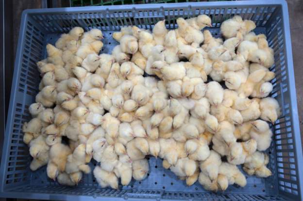 chickstz